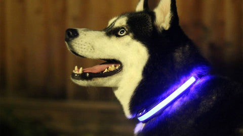 LED Light-Up Dog Collar for Nighttime Visibility