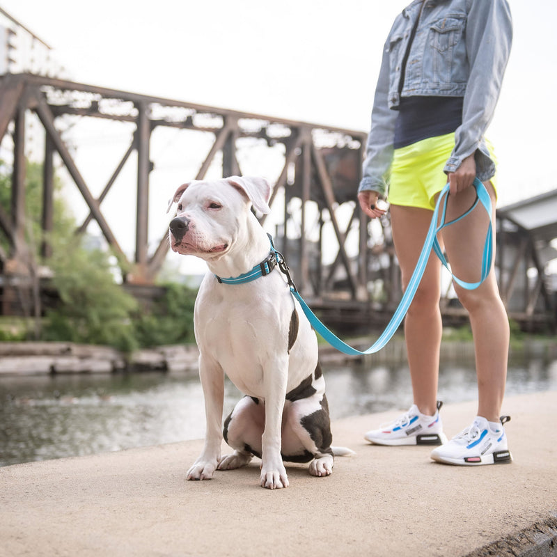 GF Pet Reflective Dog Leash – Neon Blue