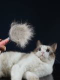 Self-Cleaning Pet Grooming Brush